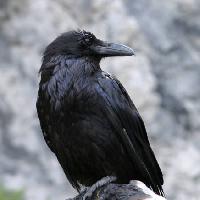 kuş, siyah, zirve Matthew Ragen - Dreamstime