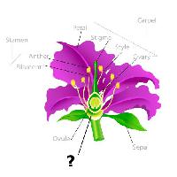 Pixwords Görüntü bitki, çizim, erkeklik organı, petal, iplik, ova Snapgalleria