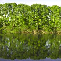 Pixwords Görüntü ağaç, ağaçlar, su, yeşil, göl Vadim Yerofeyev - Dreamstime