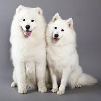 Pixwords Görüntü köpek, hayvan, beyaz Lilun - Dreamstime
