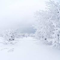 Pixwords Görüntü kış, beyaz, ağaç Kutt Niinepuu - Dreamstime