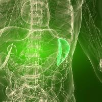 Pixwords Görüntü organ insan, adam Sebastian Kaulitzki - Dreamstime