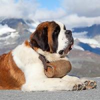 köpek namlu, dağ Swisshippo - Dreamstime