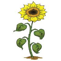 Pixwords Görüntü sarı, büyümek, çiçek, yeşil, bitki Dedmazay - Dreamstime