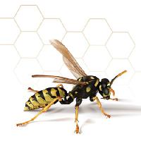 Pixwords Görüntü arısı, bal, arı, tarak Leo Blanchette - Dreamstime