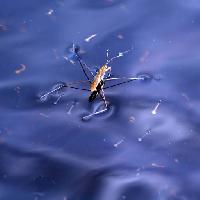 Pixwords Görüntü mavi böcek, böcek, su, şamandıra, Sergey Yakovlev (Basel101658)