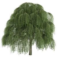 Pixwords Görüntü ağaç, Uzun boylu, iri yeşil Alexander Morozov - Dreamstime
